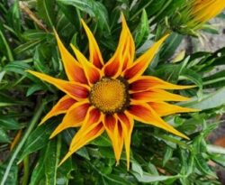 Sunburst flower revealing yoga's brilliance